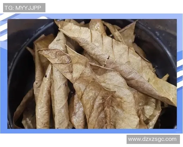 滑板新手必看：从零基础到技术入门的全面指南与技巧分享